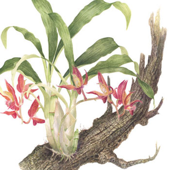 Catasetum schimidtianum