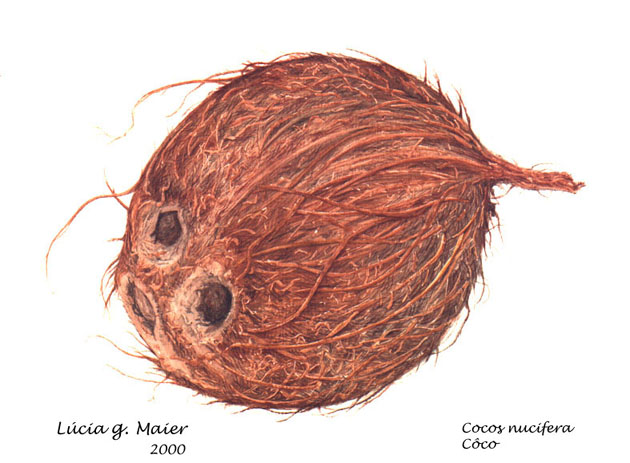 Cocos nucifera