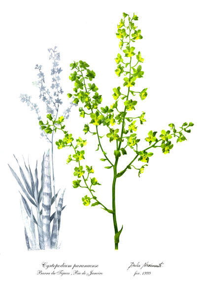 Cyrtopodium