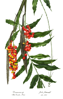 Desmoncus sp