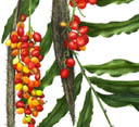 Desmoncus sp