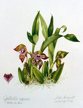 Galleottia