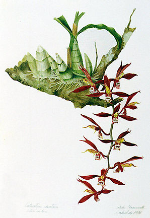 Catasetum saccatum