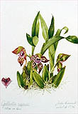 Galleottia negrensis