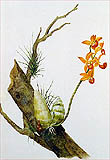 Mormodes sp