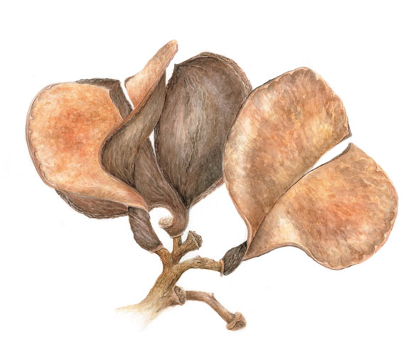 Aspidosperma macrocarpon 