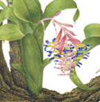 Bilbergia sp