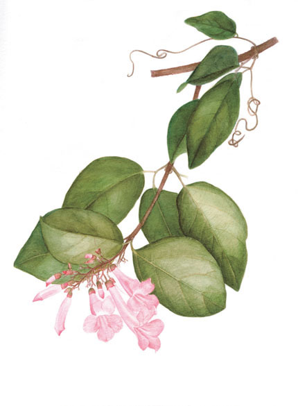 Paragonia pyramidata