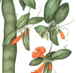 Paullinia cupana