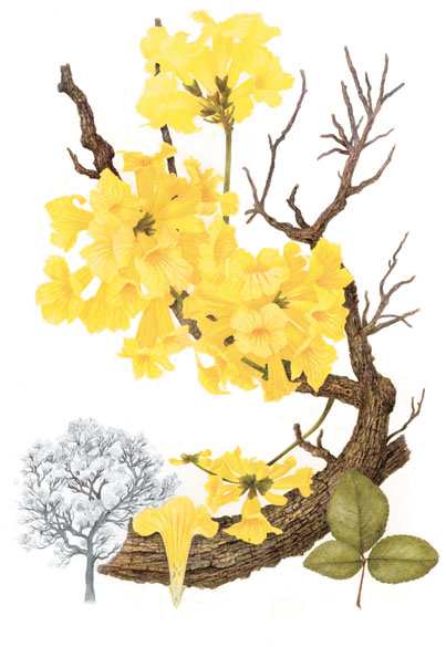 Tabebuia ochracea