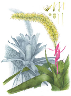 Aechmea setigera 