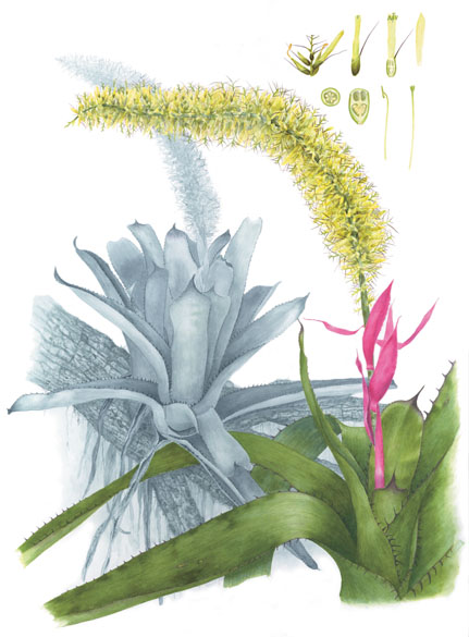 Aechmea setigera 