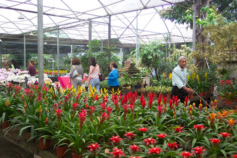 Mania de Brom&eacute;lias