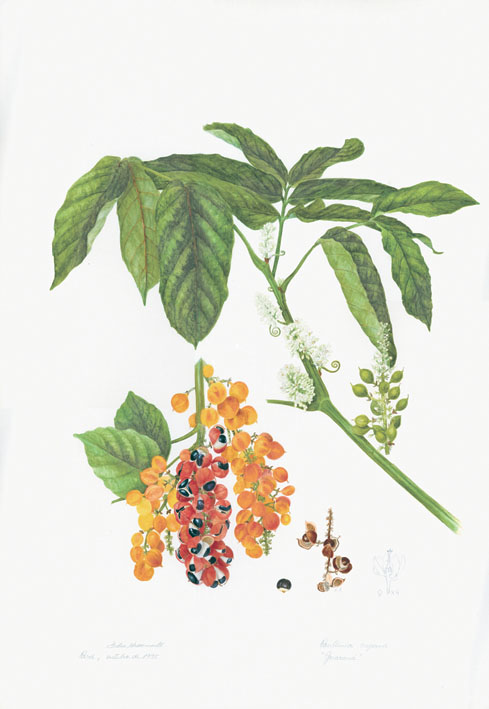 Paullinia cupana