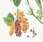 Paullinia cupana