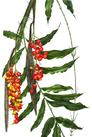 Desmoncus