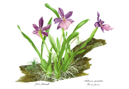 Miltonia