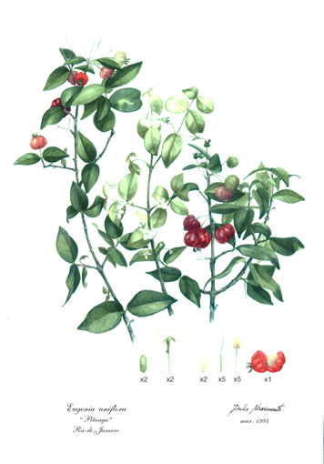 Pitanga