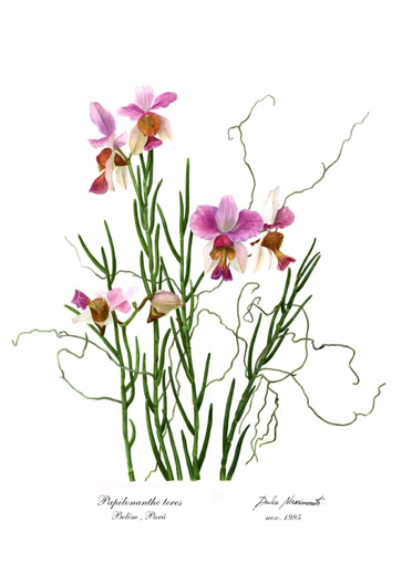 Vanda