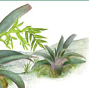 Vriesea saudersii