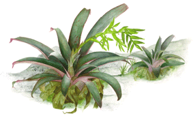 Vriesea saudersii