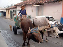 Ox-drawn cart