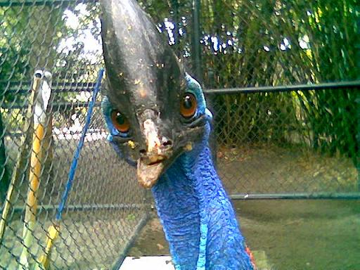cassowary -- "Brisby"