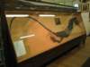 fossilprehistoriccrocodilefoundatsaltwicknearwhitby_small.jpg