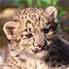 Snow Leopard Picture