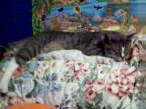 Bullet Relaxed