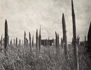 Bamboo spears should stop the Japanese paratroopers