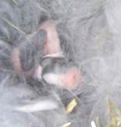 kits at 1 day old
