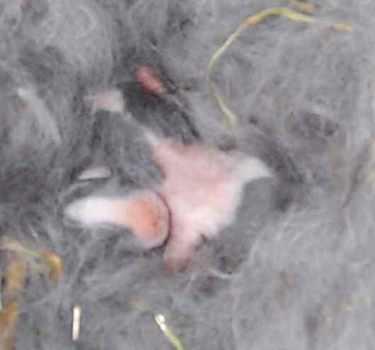 Kits 2 days old
