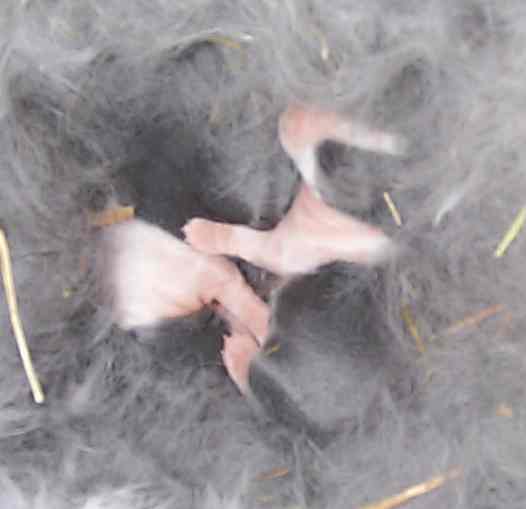 Kits 3 days old