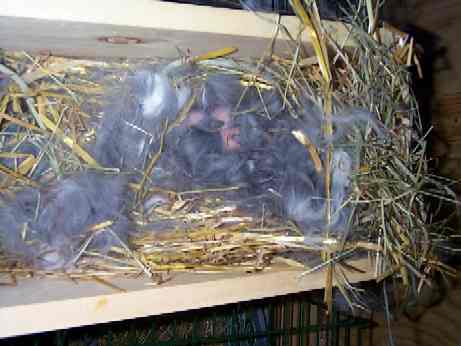 The kits approximately 30 minutes after kindling