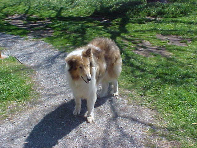 Lassie