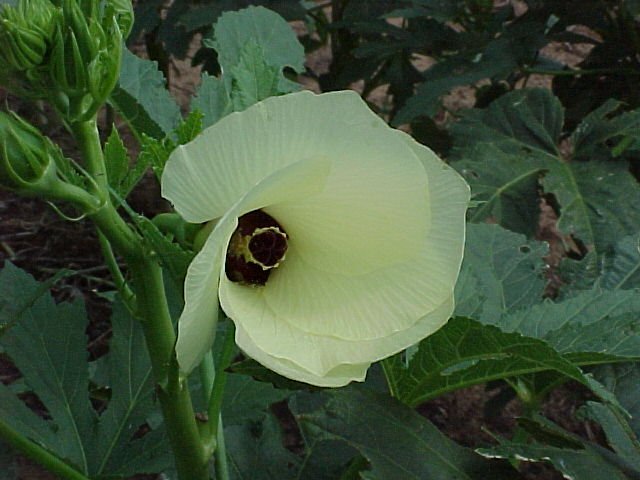 OkraFlower