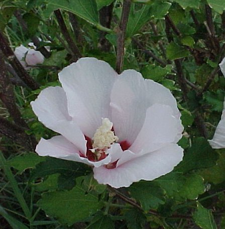 RoseOfSharon