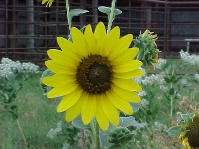 Sunflower