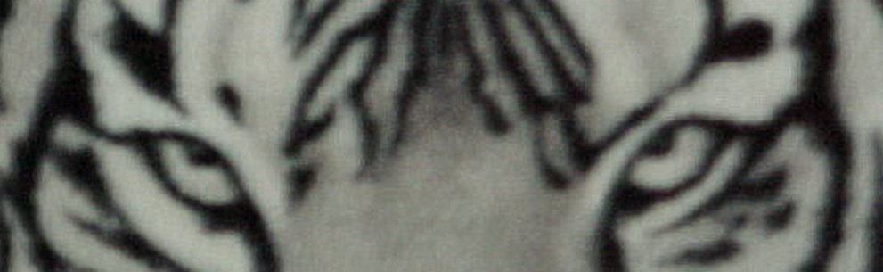 TigerEyes
