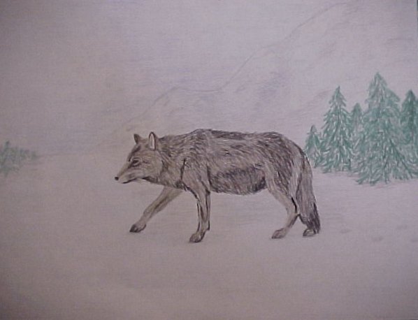 Wolf