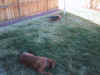Herman just doesn't have the energy that puppies do.