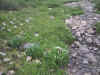 Mountain stream looking up...