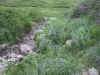 Mountain stream looking down...