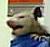 Dwight the Possum Catcher