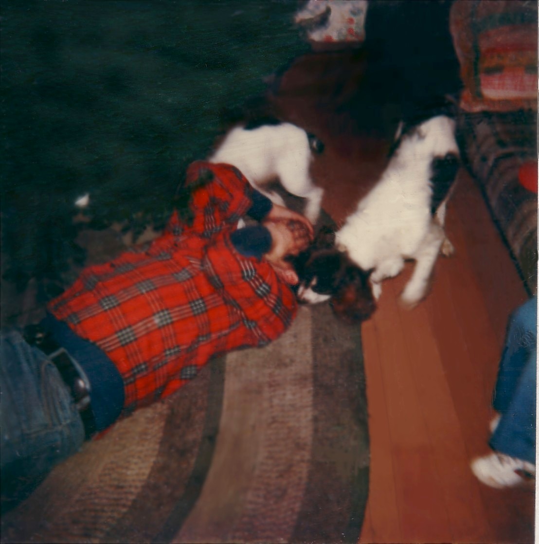 Dad with Bino and Rufus.&nbsp; December 1978