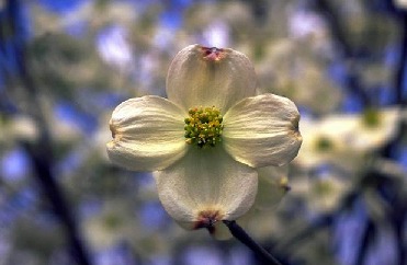 Dogwood bloom