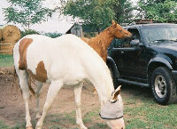 Banjo & Dakota 