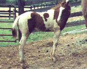 Cherokee #2
