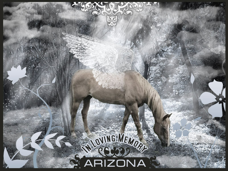 Arizona's beautiful tribute from Jenna